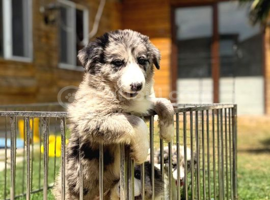 Merle Border Collie Yavrular görsel