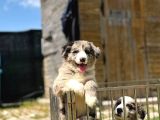 Merle Border Collie Yavrular