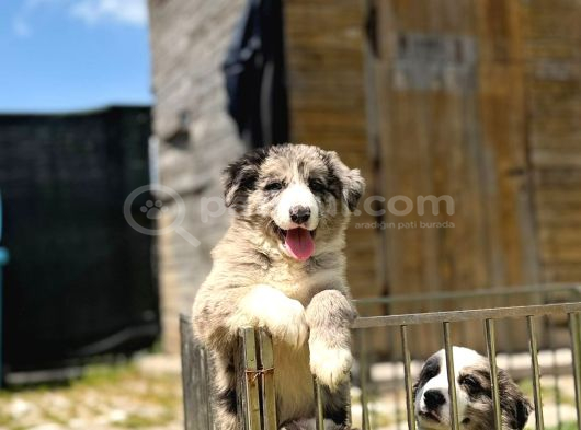 Merle Border Collie Yavrular görsel