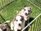 Merle Border Collie Yavrular
