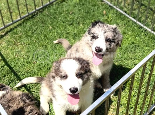 Merle Border Collie Yavrular görsel