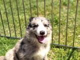Merle Border Collie Yavrular