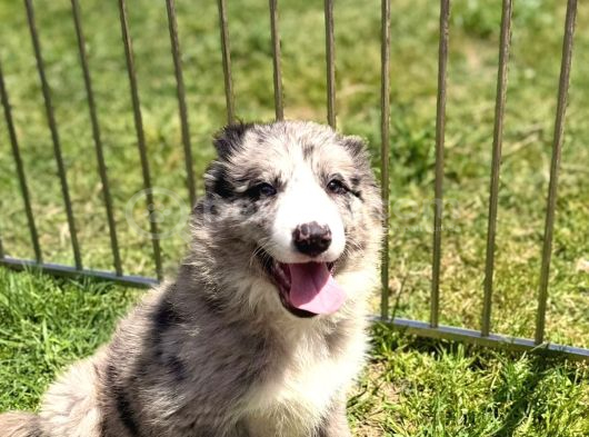 Merle Border Collie Yavrular görsel