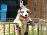 Merle Border Collie Yavrular
