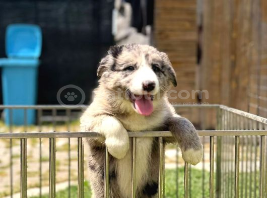 Merle Border Collie Yavrular görsel