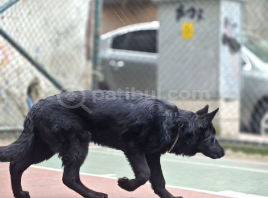 Safkan Solid Black Alman Çoban Köpeği görsel