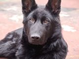 Safkan Solid Black Alman Çoban Köpeği