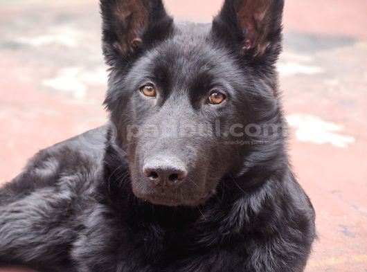 Safkan Solid Black Alman Çoban Köpeği görsel