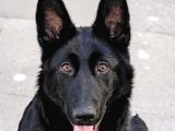 Safkan Solid Black Alman Çoban Köpeği