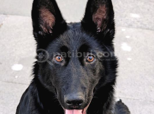 Safkan Solid Black Alman Çoban Köpeği görsel