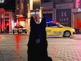 Safkan Solid Black Alman Çoban Köpeği