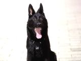 Safkan Solid Black Alman Çoban Köpeği