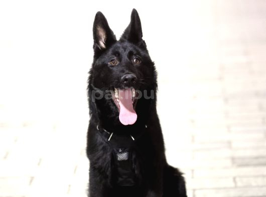 Safkan Solid Black Alman Çoban Köpeği görsel