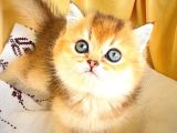 Safkan British Shorthair Golden