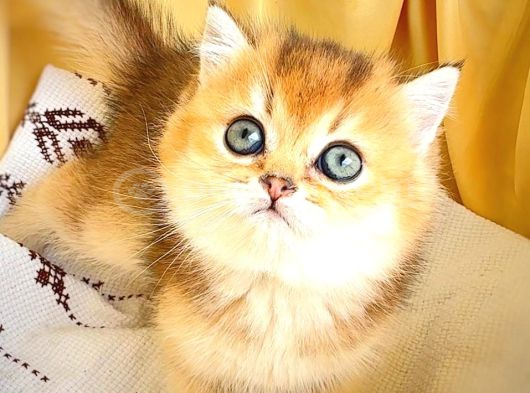 Safkan British Shorthair Golden