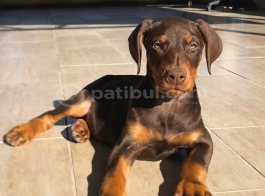 Üst Kali̇te Erkek Di̇şi̇ Doberman Yavrulari görsel