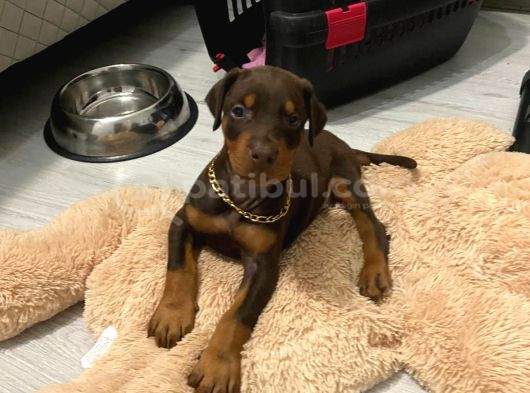 Üst Kali̇te Erkek Di̇şi̇ Doberman Yavrulari görsel