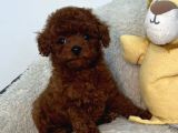 Toy Poodle Sevi̇mli̇ Yavrular Ev Üreti̇mi̇