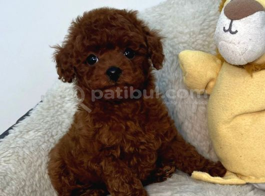 Toy Poodle Sevi̇mli̇ Yavrular Ev Üreti̇mi̇ görsel