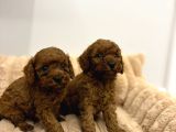Toy Poodle Sevi̇mli̇ Yavrular Ev Üreti̇mi̇
