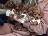 MALTİPOO CİNSİ YAVRULAR EV ÜRETİMİ