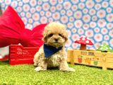 Yuva bekleyen maltipoo aşılı yavrular