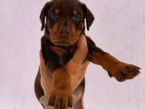 Üst Kali̇te Erkek Di̇şi̇ Doberman Yavrulari