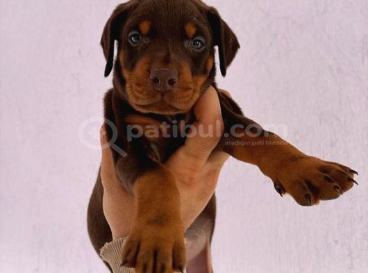 Üst Kali̇te Erkek Di̇şi̇ Doberman Yavrulari görsel