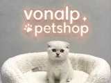 VONALP PET GARANTISIYLE EFSANE GÜZELLİKTE SCOTTİSH FOLD
