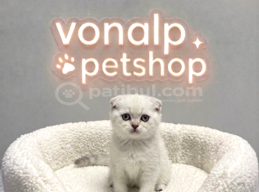 Vonalp Pet Garantisiyle Efsane Güzelli̇kte Scotti̇sh Fold
