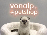 Vonalp Pet Garantisiyle Efsane Güzelli̇kte Scotti̇sh Fold