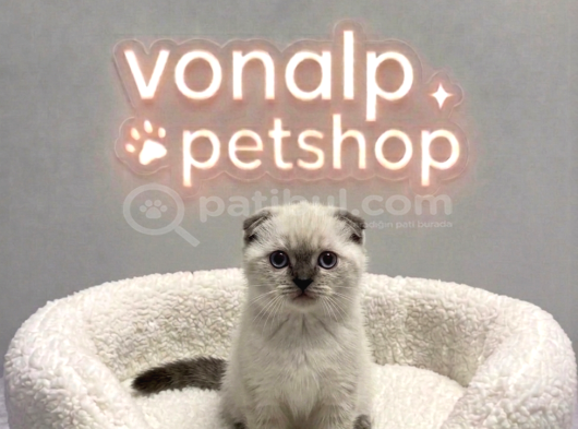 Vonalp Pet Garantisiyle Efsane Güzelli̇kte Scotti̇sh Fold görsel