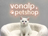 Vonalp Pet Garantisiyle  Bri̇ti̇sh Shorthai̇r Yavrular