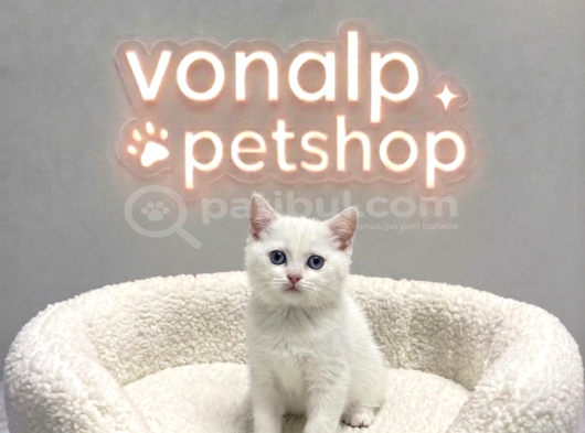 Vonalp Pet Garantisiyle  Bri̇ti̇sh Shorthai̇r Yavrular görsel