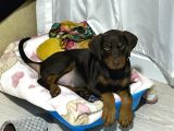 Üst Kali̇te Erkek Di̇şi̇ Doberman Yavrulari