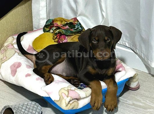 Üst Kali̇te Erkek Di̇şi̇ Doberman Yavrulari görsel