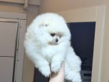 Üst Kali̇te Ayicik Yüz Pomerani̇an Boo Erkek