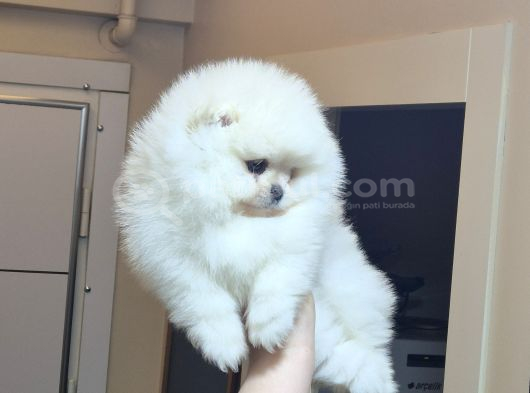Üst Kali̇te Ayicik Yüz Pomerani̇an Boo Erkek görsel