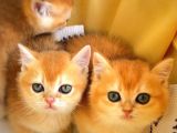Safkan British Shorthair Golden