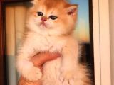 Safkan British Shorthair Golden