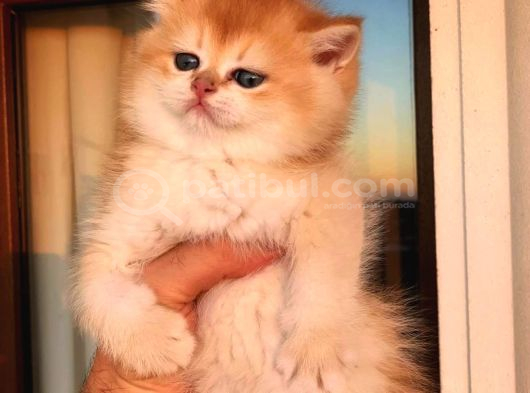 Safkan British Shorthair Golden görsel
