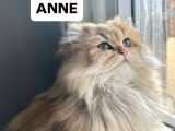 British Longhair Yavrular
