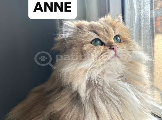 British Longhair Yavrular görsel