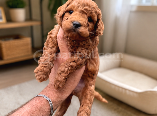 Core Toy Poodle Yavrular Uygun görsel