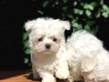 Tea Cup Maltese Terrier Yavrular