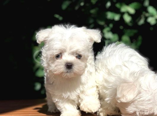 Tea Cup Maltese Terrier Yavrular görsel