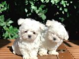 Tea Cup Maltese Terrier Yavrular