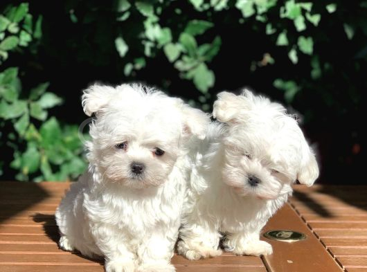 Tea Cup Maltese Terrier Yavrular görsel