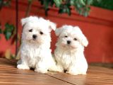 Tea Cup Maltese Terrier Yavrular