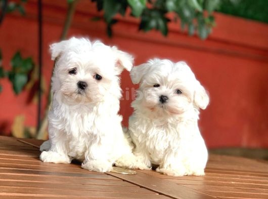 Tea Cup Maltese Terrier Yavrular görsel